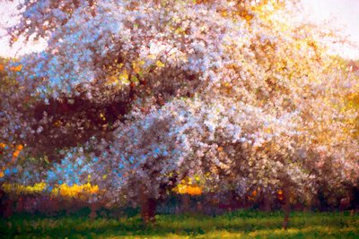 Evening Blossom by Helen White